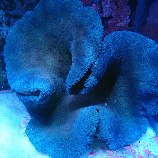 WYSIWYG Blue Carpet Anemone