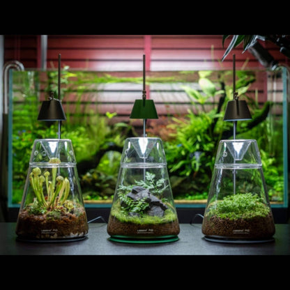 DOT-II Terrarium - LEDSTAR