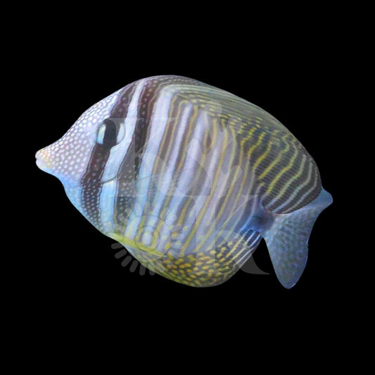 Desjardinii  Sailfin Tang (Pickup Only)