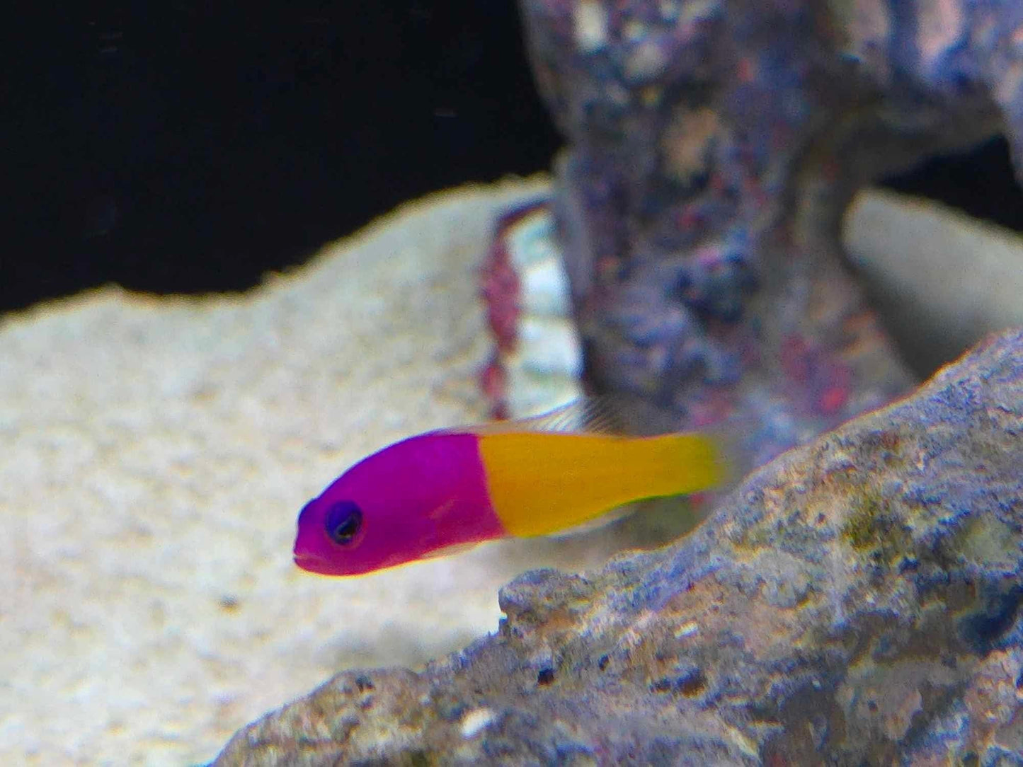Royal Dottyback