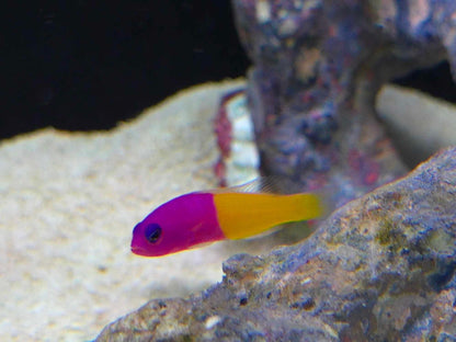 Royal Dottyback