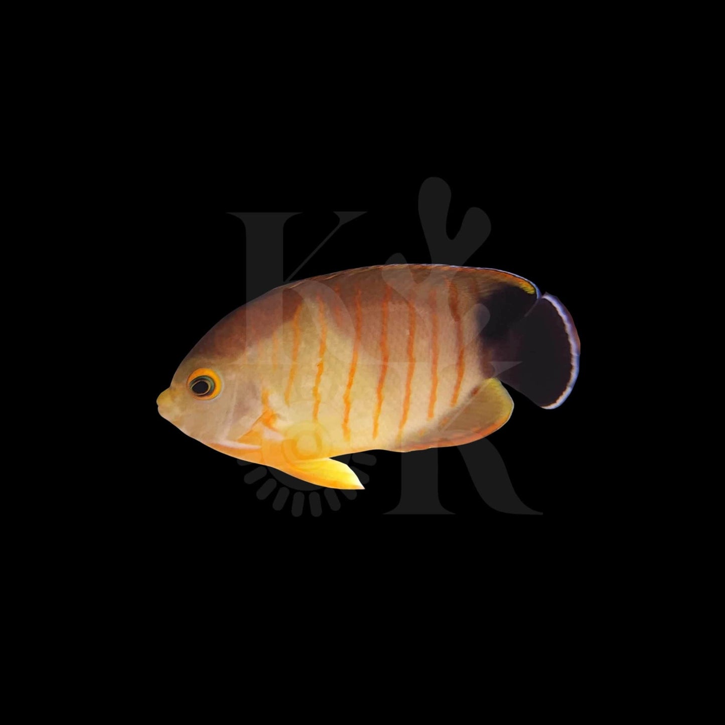 Eibli Angelfish