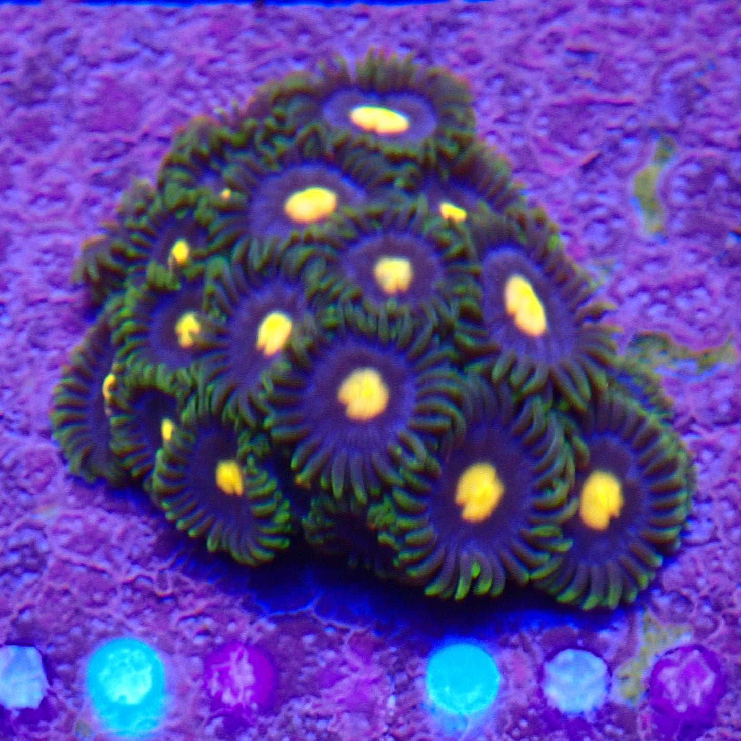 Eye of Rah Zoanthid Frag