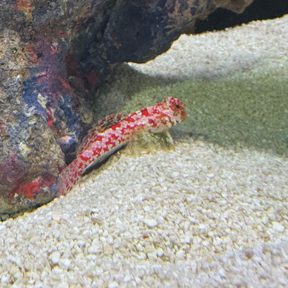 Ruby Red Dragonet