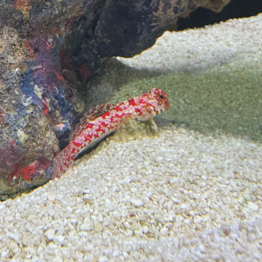 Ruby Red Dragonet