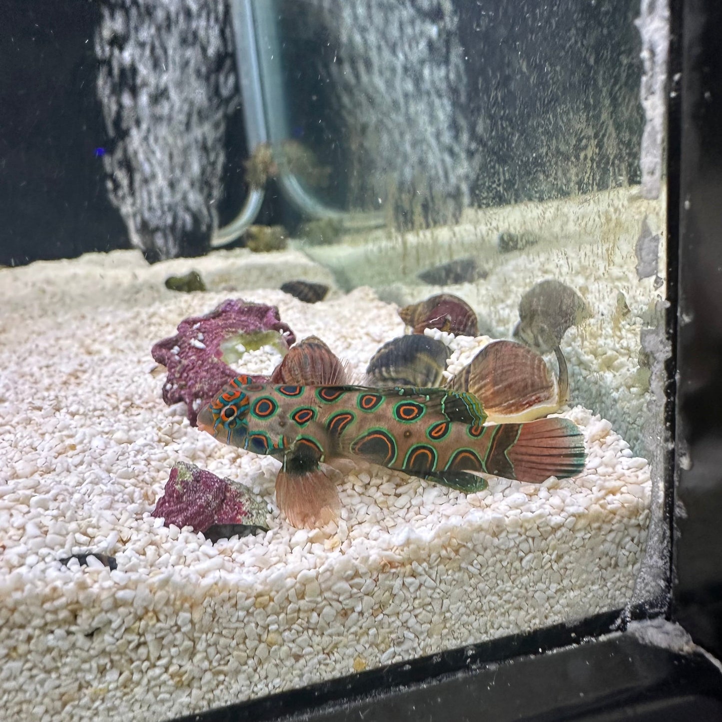 Spotted Mandarin (Pickup Only)