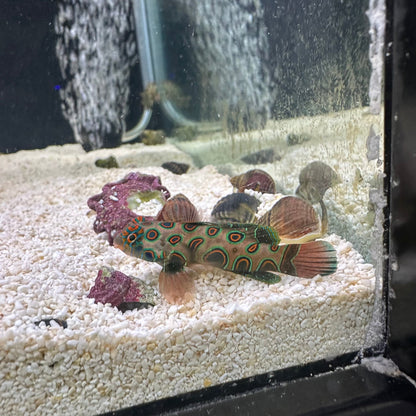 Spotted Mandarin (Pickup Only)