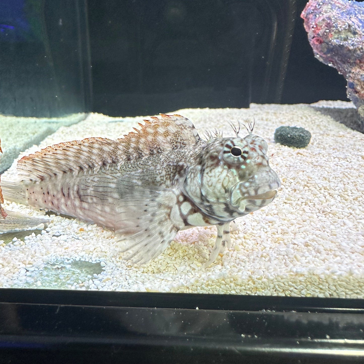 Lawnmower Blenny
