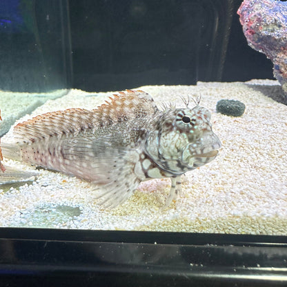 Lawnmower Blenny