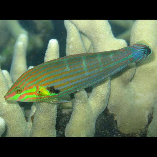 Halichoeres Melanurus Wrasse