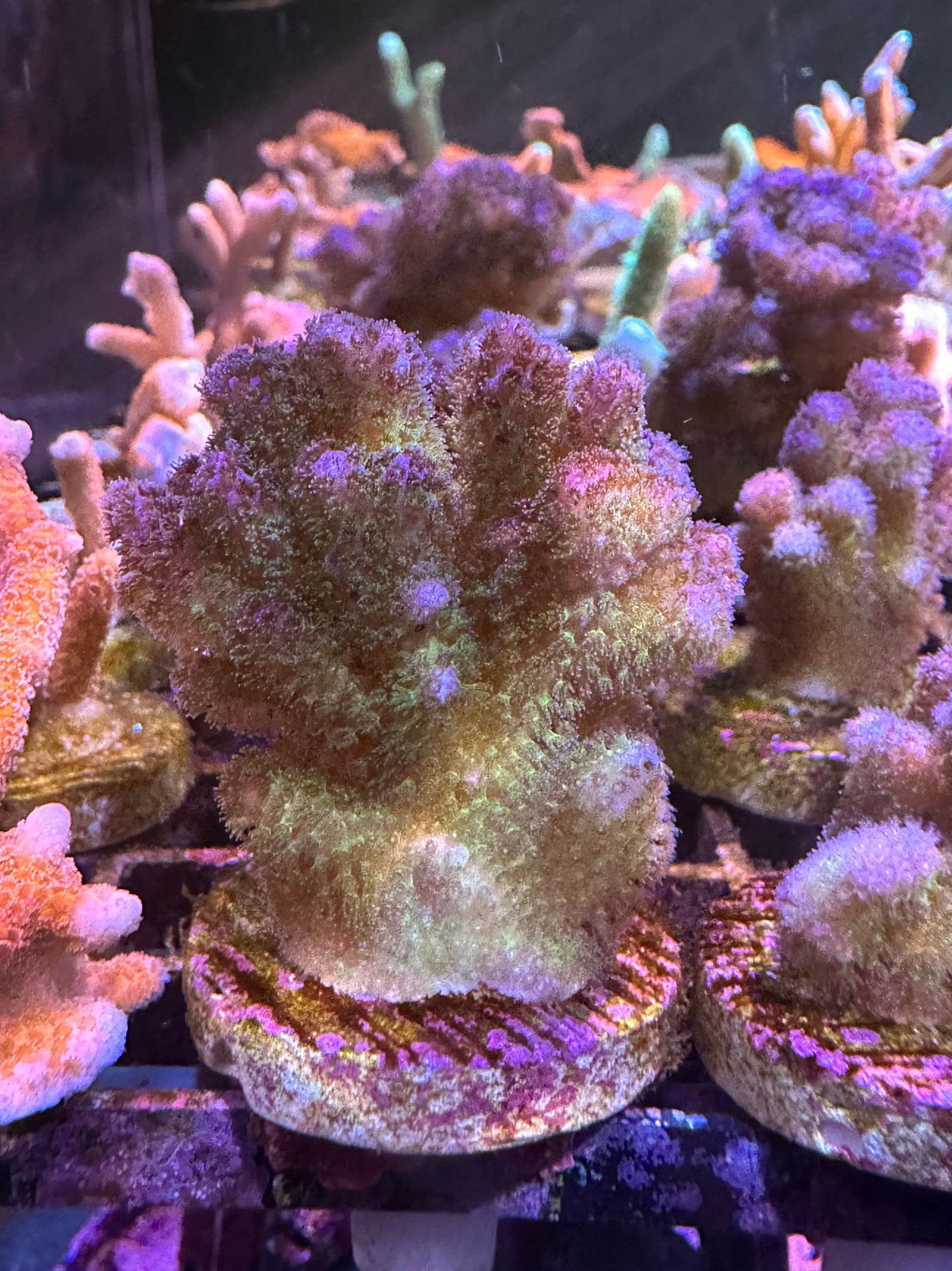 Green and purple pocci