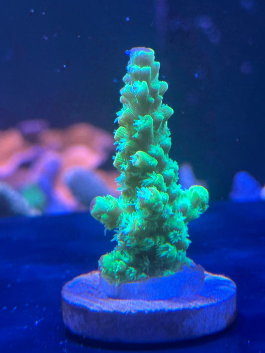 Acropora Coral For Sale | Krakking Korals
