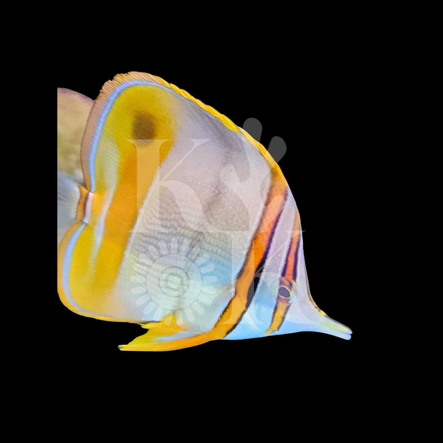 Marginal Butterflyfish (Pickup Only)
