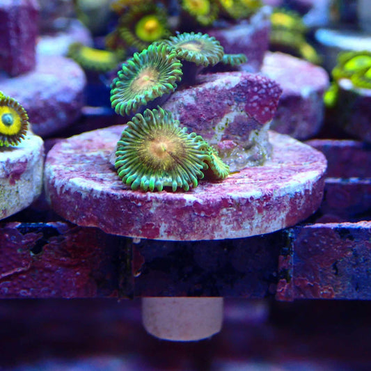 Mouldy Peaches Zoanthid