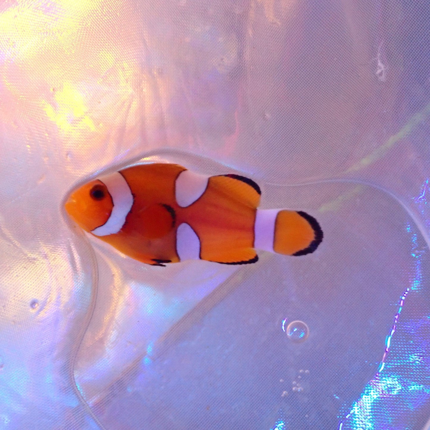 Orange Misbar Clownfish