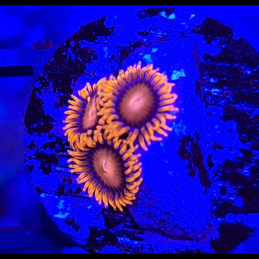 Orange Bam Bam Zoanthid Frag