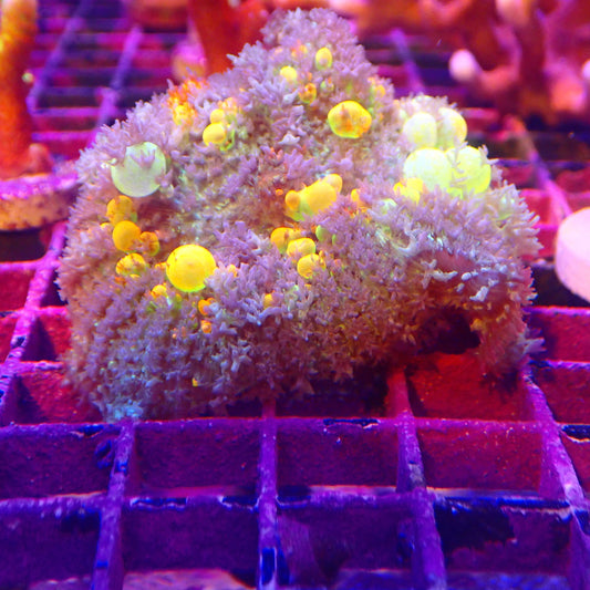 WYSIWYG - OG Bounce Mushroom