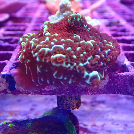 WYSIWYG - Montipora Frag