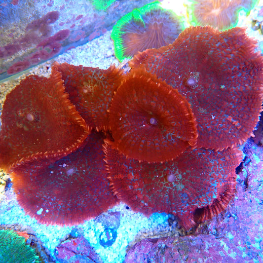 WYSIWYG Mushroom Rock 1