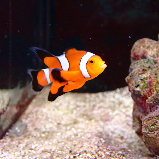 Long-Fin Clownfish