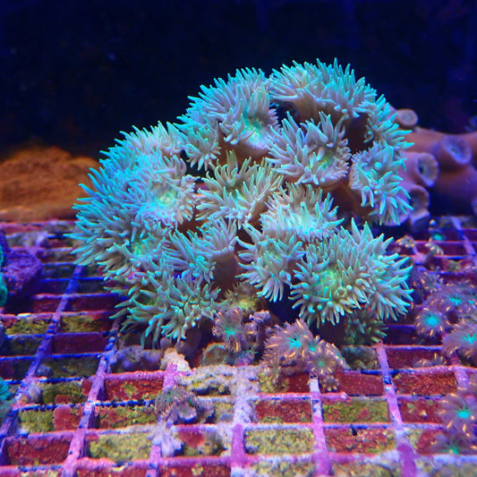 WYSIWYG Duncan Colony