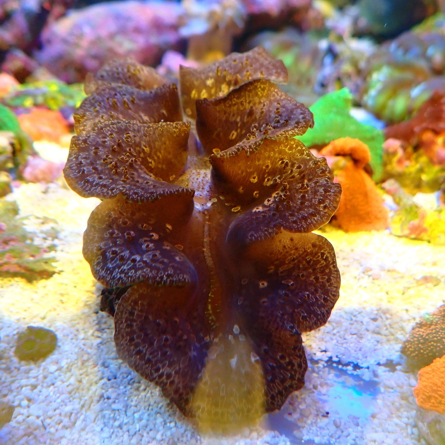 WYSIWYG Clam