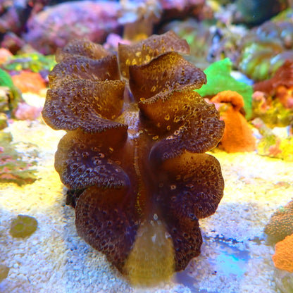 WYSIWYG Clam