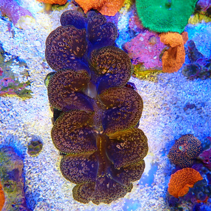 WYSIWYG Clam