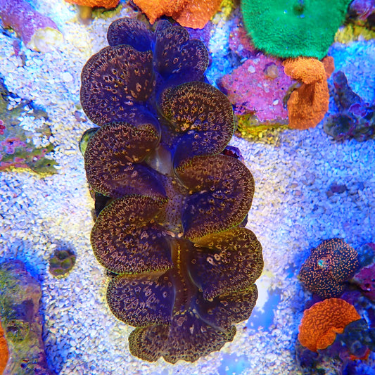 WYSIWYG Clam