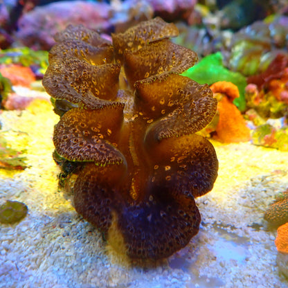 WYSIWYG Clam