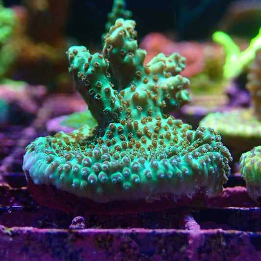 WYSIWYG Acropora Frag 051