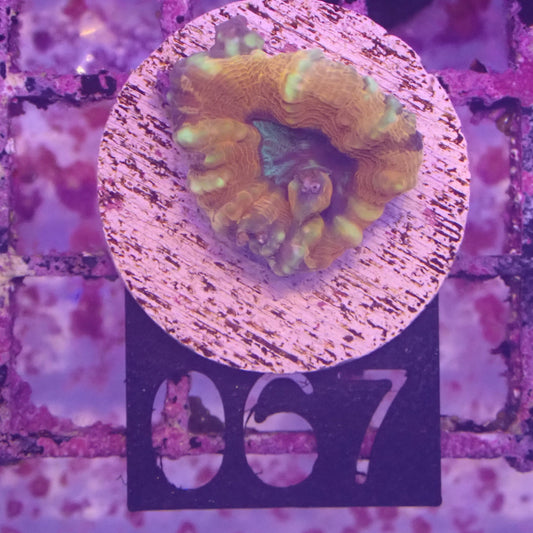 WYSIWYG 067