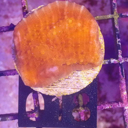 WYSIWYG 018