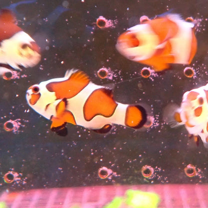 B Grade Storm Clownfish