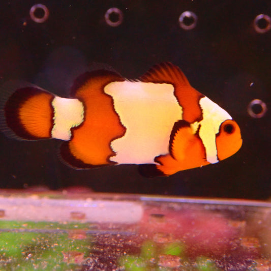 Orange Snowflake Clownfish