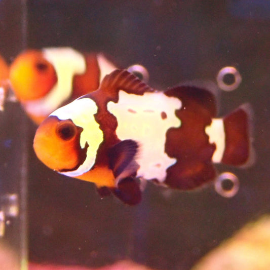 Black Snowflake Clownfish