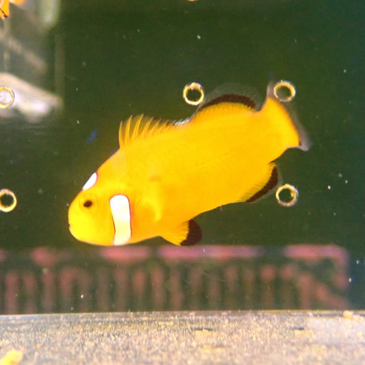 Extreme Misbar Clownfish