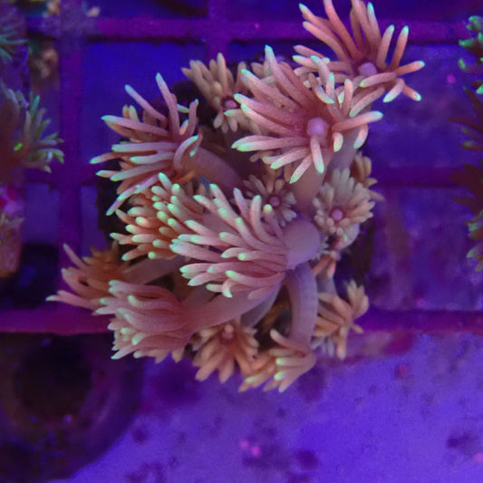 WYSIWYG Goni Frag