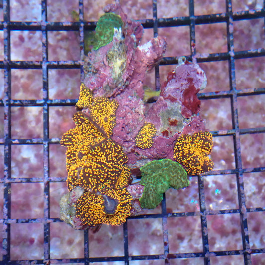 WYSIWYG Mushroom rock 2