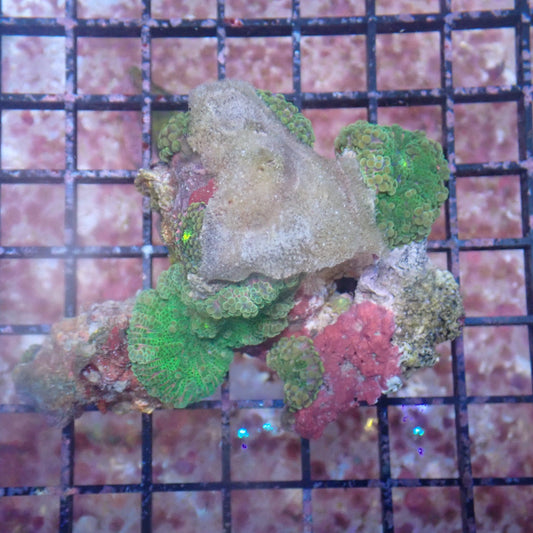 WYSIWYG Mushroom rock 3