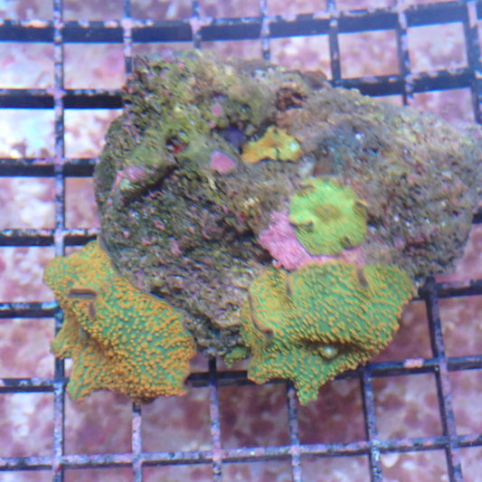 WYSIWYG Mushroom rock 4