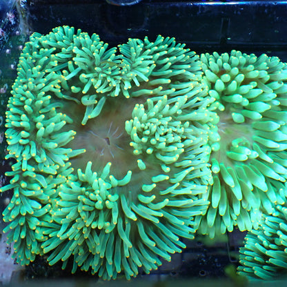 Orange Tip Bubble Tip Anemone