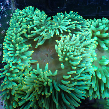 Orange Tip Bubble Tip Anemone