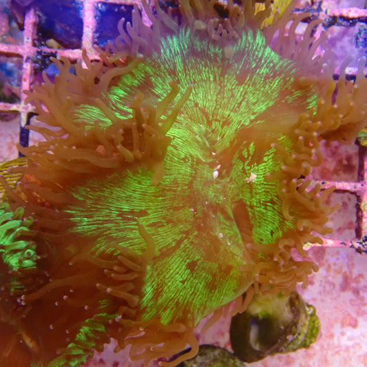 Elegance Coral Frag
