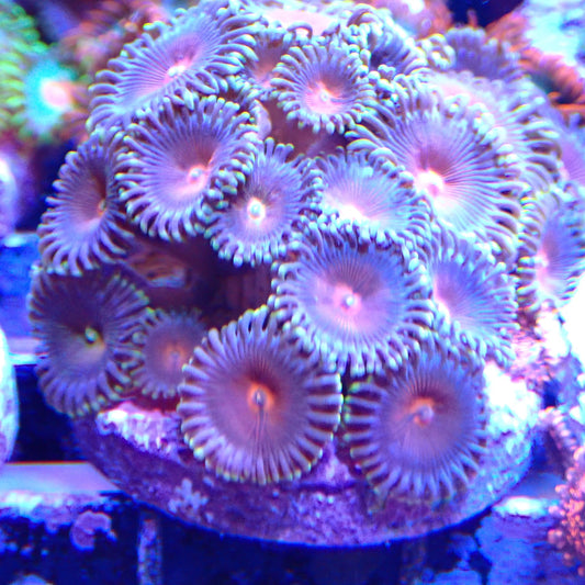 WYSIWYG - ZOA