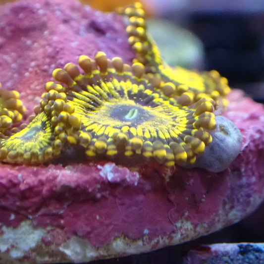 Gold Darth Maul Zoanthid Frag