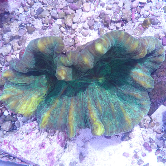 WYSIWYG Pectinia