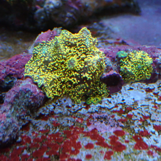 WYSIWYG Mushroom rock 6