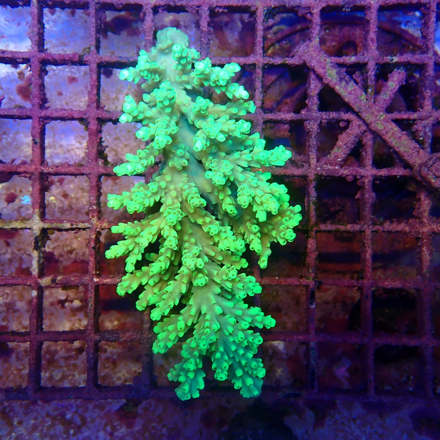 WYSIWYG Acropora Colony 3