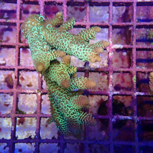 WYSIWYG Acropora Colony 10